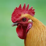 Ferienbauernhof Liesenberg Bauernhauswohnung Landliebe Lejlighed *
