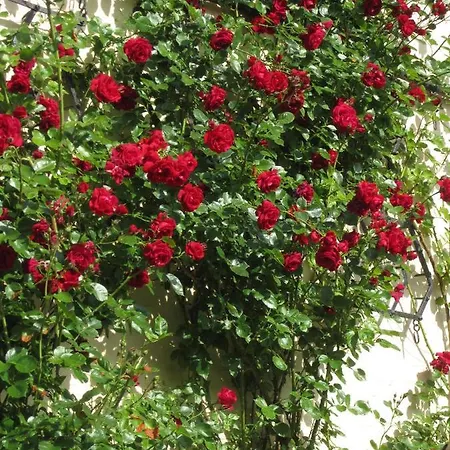 Ferienbauernhof Liesenberg Bauernhauswohnung Landliebe